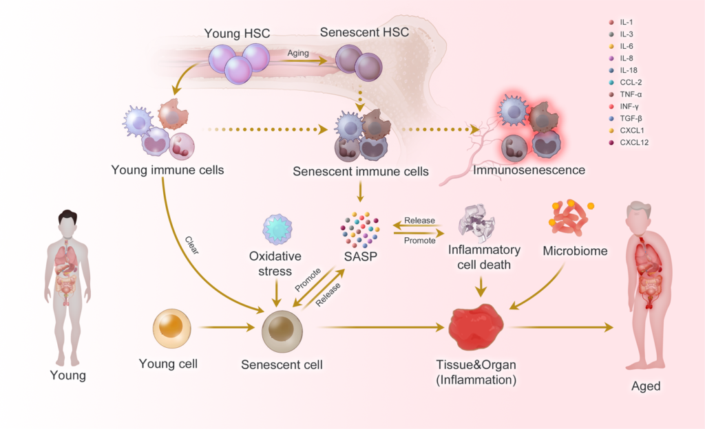 Gut health and metabolism influence biological age — microbiome analysis