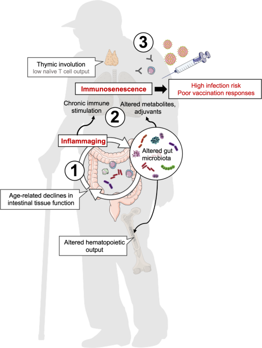 diagram showing inflammaging immunosenescence and altered gut microbiome contributing to accelerated biological aging and immune decline
