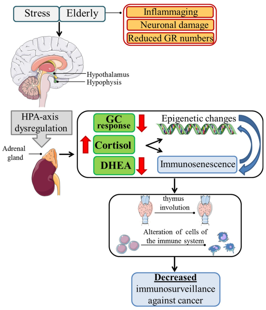 Aging-and-chronic-stress-share-common-mechanisms-Aging-characterized-by-hippocampal